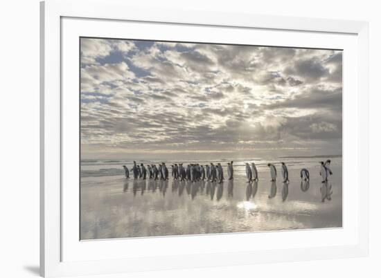 King Penguin on the Falkland Islands in the South Atlantic.-Martin Zwick-Framed Photographic Print