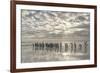 King Penguin on the Falkland Islands in the South Atlantic.-Martin Zwick-Framed Photographic Print