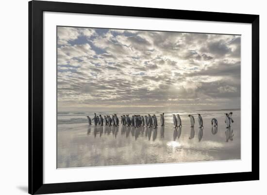 King Penguin on the Falkland Islands in the South Atlantic.-Martin Zwick-Framed Photographic Print