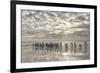 King Penguin on the Falkland Islands in the South Atlantic.-Martin Zwick-Framed Photographic Print