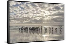 King Penguin on the Falkland Islands in the South Atlantic.-Martin Zwick-Framed Stretched Canvas