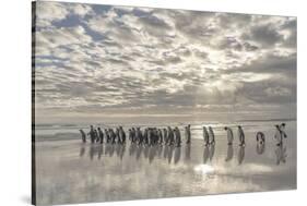 King Penguin on the Falkland Islands in the South Atlantic.-Martin Zwick-Stretched Canvas