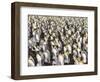 King Penguin on the Falkland Islands in the South Atlantic.-Martin Zwick-Framed Photographic Print