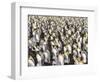 King Penguin on the Falkland Islands in the South Atlantic.-Martin Zwick-Framed Photographic Print