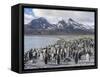 King Penguin on the island of South Georgia, rookery in Fortuna Bay.-Martin Zwick-Framed Stretched Canvas