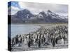 King Penguin on the island of South Georgia, rookery in Fortuna Bay.-Martin Zwick-Stretched Canvas