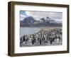 King Penguin on the island of South Georgia, rookery in Fortuna Bay.-Martin Zwick-Framed Photographic Print