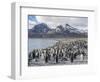 King Penguin on the island of South Georgia, rookery in Fortuna Bay.-Martin Zwick-Framed Photographic Print