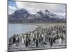 King Penguin on the island of South Georgia, rookery in Fortuna Bay.-Martin Zwick-Mounted Photographic Print