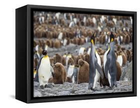 King Penguin on the island of South Georgia, rookery in St. Andrews Bay. Feeding behavior.-Martin Zwick-Framed Stretched Canvas