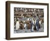 King Penguin on the island of South Georgia, rookery in St. Andrews Bay. Feeding behavior.-Martin Zwick-Framed Photographic Print