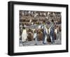 King Penguin on the island of South Georgia, rookery in St. Andrews Bay. Feeding behavior.-Martin Zwick-Framed Photographic Print