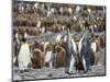 King Penguin on the island of South Georgia, rookery in St. Andrews Bay. Feeding behavior.-Martin Zwick-Mounted Photographic Print