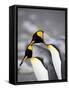 King Penguin Pair Pre-Mating Behaviour, Salisbury Plain, South Georgia-James Hager-Framed Stretched Canvas