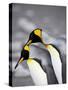 King Penguin Pair Pre-Mating Behaviour, Salisbury Plain, South Georgia-James Hager-Stretched Canvas