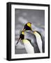 King Penguin Pair Pre-Mating Behaviour, Salisbury Plain, South Georgia-James Hager-Framed Photographic Print