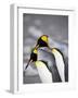 King Penguin Pair Pre-Mating Behaviour, Salisbury Plain, South Georgia-James Hager-Framed Photographic Print