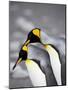 King Penguin Pair Pre-Mating Behaviour, Salisbury Plain, South Georgia-James Hager-Mounted Photographic Print