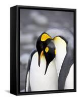 King Penguin Pair Pre-Mating Behaviour, Salisbury Plain, South Georgia-James Hager-Framed Stretched Canvas