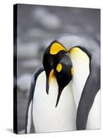 King Penguin Pair Pre-Mating Behaviour, Salisbury Plain, South Georgia-James Hager-Stretched Canvas