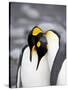 King Penguin Pair Pre-Mating Behaviour, Salisbury Plain, South Georgia-James Hager-Stretched Canvas