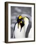 King Penguin Pair Pre-Mating Behaviour, Salisbury Plain, South Georgia-James Hager-Framed Photographic Print