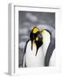 King Penguin Pair Pre-Mating Behaviour, Salisbury Plain, South Georgia-James Hager-Framed Photographic Print