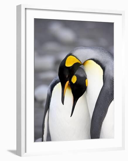 King Penguin Pair Pre-Mating Behaviour, Salisbury Plain, South Georgia-James Hager-Framed Photographic Print