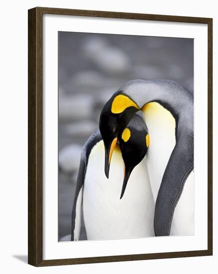 King Penguin Pair Pre-Mating Behaviour, Salisbury Plain, South Georgia-James Hager-Framed Photographic Print