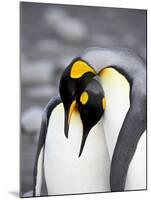 King Penguin Pair Pre-Mating Behaviour, Salisbury Plain, South Georgia-James Hager-Mounted Photographic Print