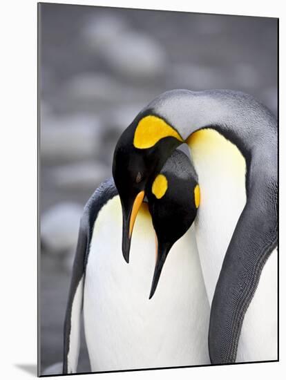 King Penguin Pair Pre-Mating Behaviour, Salisbury Plain, South Georgia-James Hager-Mounted Photographic Print