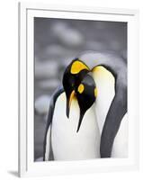 King Penguin Pair Pre-Mating Behaviour, Salisbury Plain, South Georgia-James Hager-Framed Photographic Print