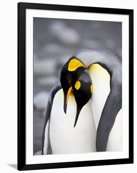 King Penguin Pair Pre-Mating Behaviour, Salisbury Plain, South Georgia-James Hager-Framed Photographic Print