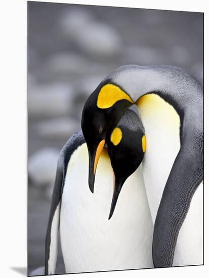 King Penguin Pair Pre-Mating Behaviour, Salisbury Plain, South Georgia-James Hager-Mounted Photographic Print