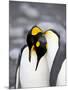 King Penguin Pair Pre-Mating Behaviour, Salisbury Plain, South Georgia-James Hager-Mounted Photographic Print