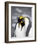 King Penguin Pair Pre-Mating Behaviour, Salisbury Plain, South Georgia-James Hager-Framed Photographic Print