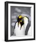 King Penguin Pair Pre-Mating Behaviour, Salisbury Plain, South Georgia-James Hager-Framed Photographic Print