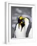 King Penguin Pair Pre-Mating Behaviour, Salisbury Plain, South Georgia-James Hager-Framed Photographic Print