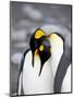 King Penguin Pair Pre-Mating Behaviour, Salisbury Plain, South Georgia-James Hager-Mounted Photographic Print