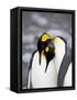King Penguin Pair Pre-Mating Behaviour, Salisbury Plain, South Georgia-James Hager-Framed Stretched Canvas