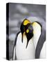 King Penguin Pair Pre-Mating Behaviour, Salisbury Plain, South Georgia-James Hager-Stretched Canvas