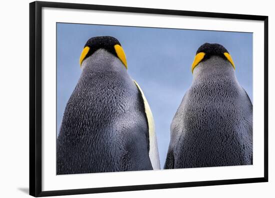 King penguin pair, South Georgia Island-Art Wolfe Wolfe-Framed Photographic Print