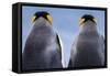 King penguin pair, South Georgia Island-Art Wolfe Wolfe-Framed Stretched Canvas