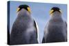 King penguin pair, South Georgia Island-Art Wolfe Wolfe-Stretched Canvas