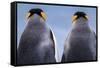 King penguin pair, South Georgia Island-Art Wolfe Wolfe-Framed Stretched Canvas
