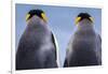 King penguin pair, South Georgia Island-Art Wolfe Wolfe-Framed Photographic Print