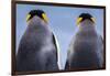 King penguin pair, South Georgia Island-Art Wolfe Wolfe-Framed Photographic Print