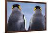 King penguin pair, South Georgia Island-Art Wolfe Wolfe-Framed Photographic Print