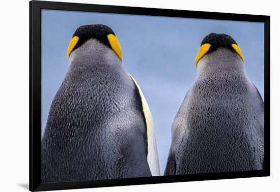 King penguin pair, South Georgia Island-Art Wolfe Wolfe-Framed Photographic Print