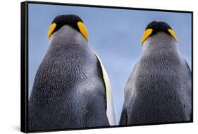 King penguin pair, South Georgia Island-Art Wolfe Wolfe-Framed Stretched Canvas